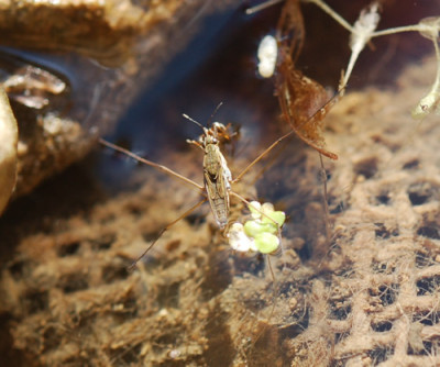 Wasserlaeufer__Ameise_0010__3868.jpg