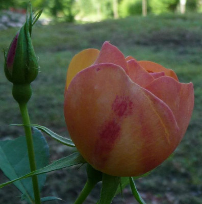 TheresiaEisele_0610_08.JPG