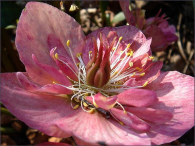 Helleborus_niger_im_Verbluhen.JPG