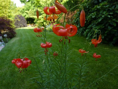 Lilium_pumila_2010.jpg