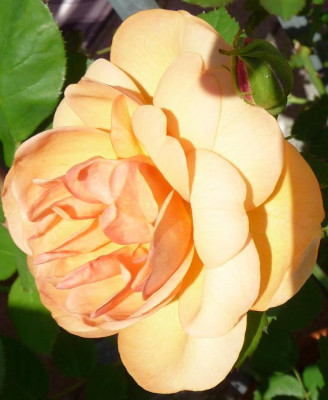 TheresiaEisele_0610_10.JPG