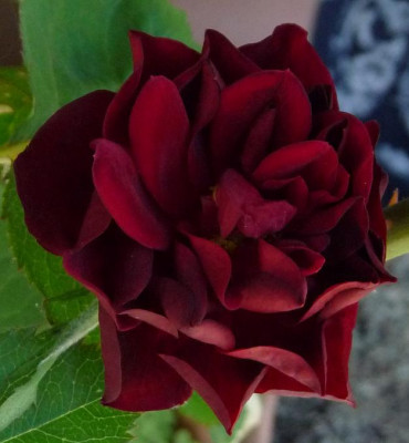 BurgundyVelvet_0610_06.JPG