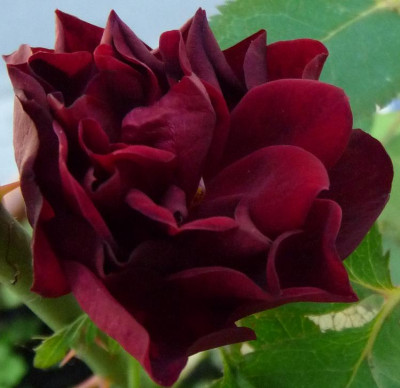 BurgundyVelvet_0610_04.JPG