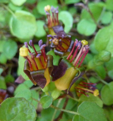 Fuchsia_procumbens_fars_2010.jpg