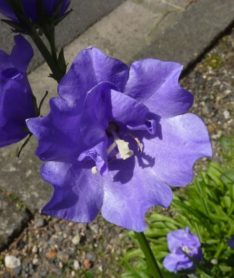 Campanula_salicifolia_fars_2010.jpg