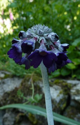 Primula_capitata_fars_2010.jpg