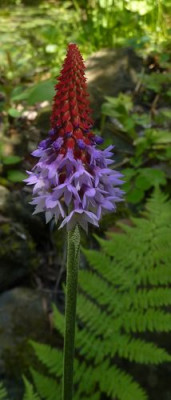 Primula_vialii_fars_2010.jpg