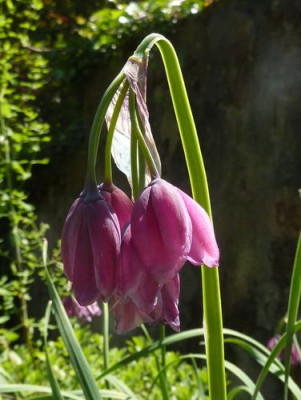 Allium_insubricum_fars_2010.jpg
