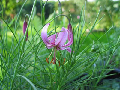 l.cernuum-2010.jpg
