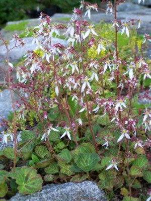 SaxiStolonifera.JPG