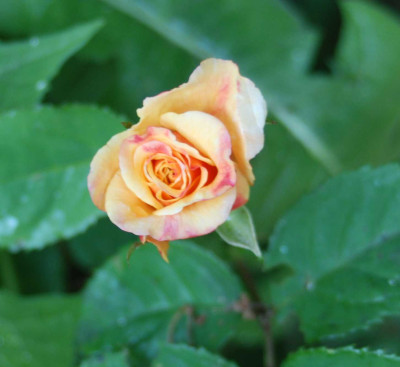 B3903.aJPG.jpg