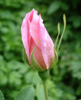 Windflower1a.JPG