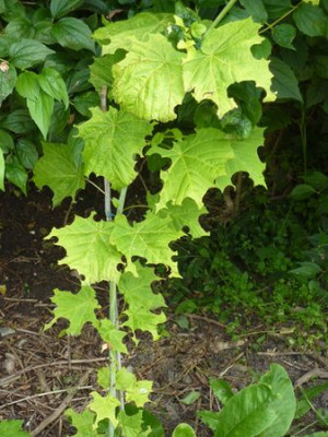 Acer_tegmentosum_fars_2010.jpg