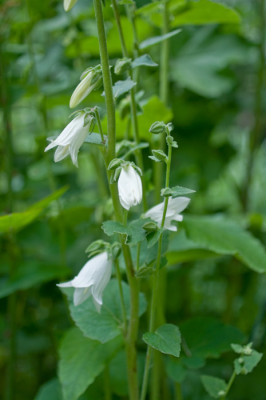 Campanula-1-Jun2510.jpg