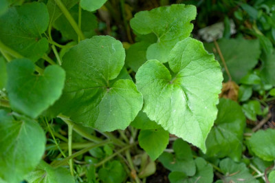 Campanula-2-Jun2510.jpg