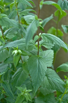 Campanula-3-Jun2510.jpg