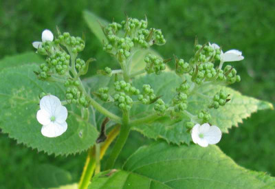 Hydrangea_aspera_Elegant_White_800x600.jpg