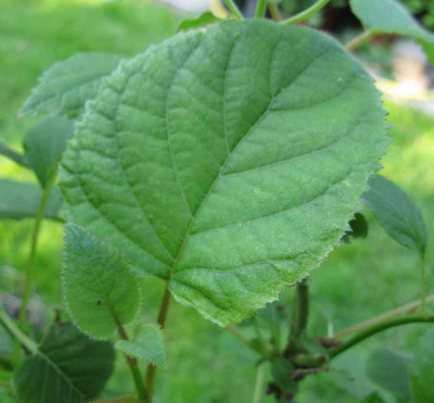 Hydrangea_aspera_Elegant_White_Austrieb_800x600.jpg