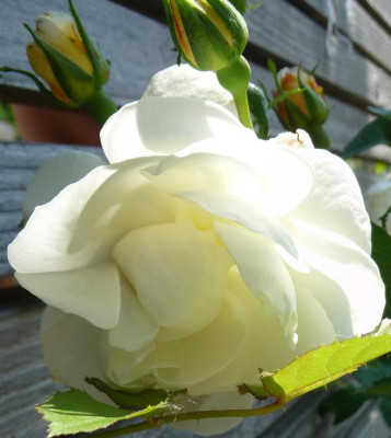 FreiburgerPerle_0610_11.JPG
