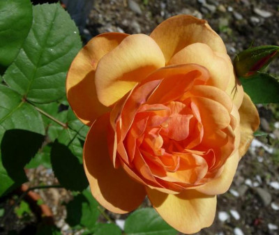 TheresiaEisele_0610_10_.JPG
