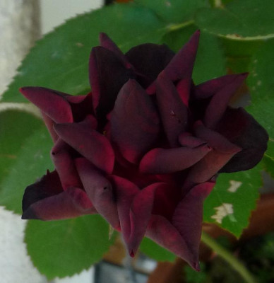 BurgundyVelvet_0610_08.JPG