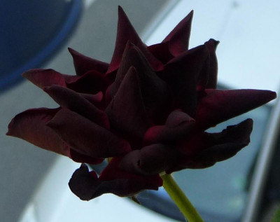 BurgundyVelvet_0610_07.JPG