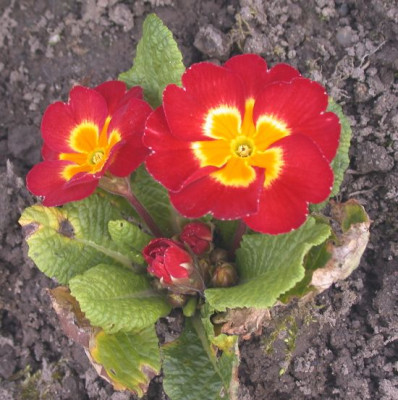 Primel_knallrot002.jpg