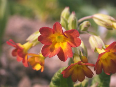 Primel_orange002.jpg