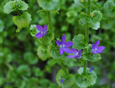 Triodanis_perfoliata1.jpg
