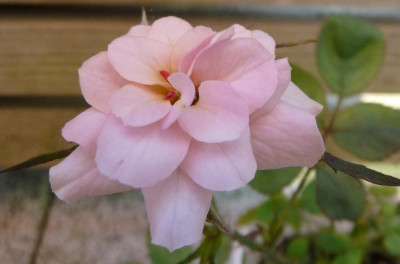 P1050051.JPG