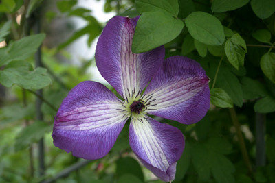 Cl.vit.Venosa_Violacea1810.jpg