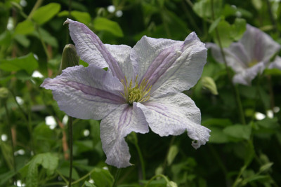 Cl.vit.Emilia_Plater1610.jpg