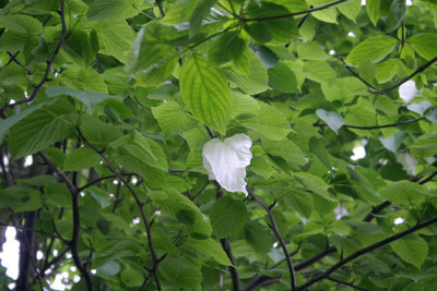 Taschentuchbaum0110.jpg
