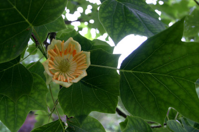Liriodendron0108a.jpg
