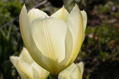 Tulpe_LS1.jpg