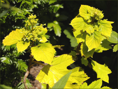 Hydrangea_quercifolia_LITTLE_HONEY.jpg