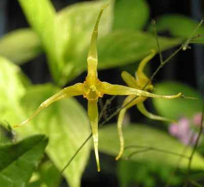 latisepalum.JPG