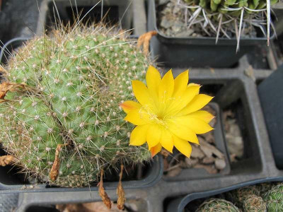 Rebutia_ue.jpg