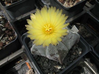Astrophytum_ue.jpg