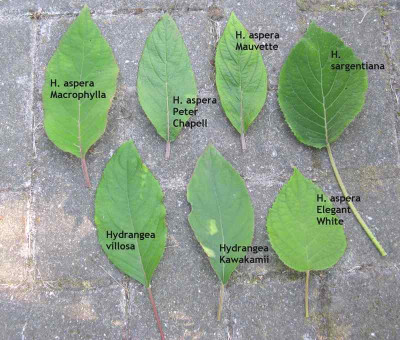 Hydrangea_aspera_Laubvergleich_800x600.jpg
