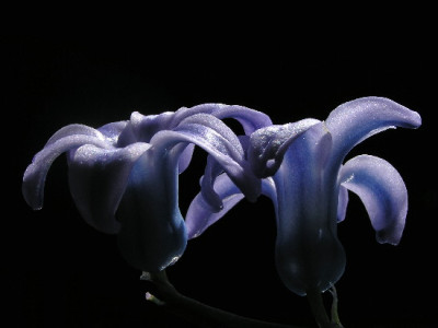 Hyaz-April-1.jpg
