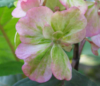 Hydrangea_serrata_Preziosa_800x600.jpg