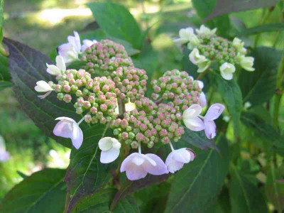 Hydrangea_serrata_Tiara_800x600.jpg