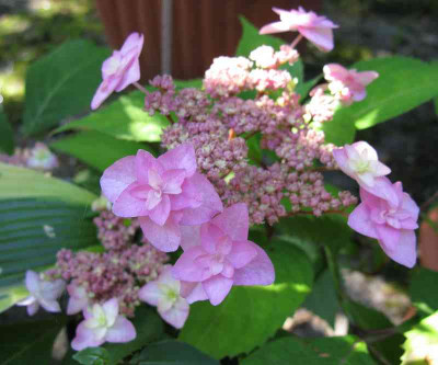 Hydrangea_serrata_Maymae_yae_Murasaki_Detail_800x600.jpg