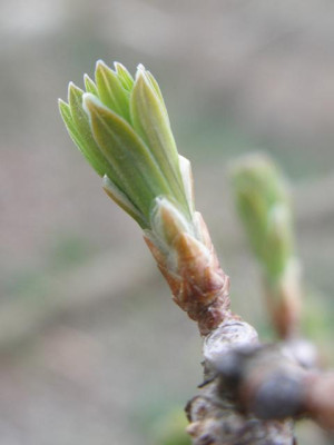 metasequoia.jpg