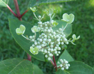 Hydrangea_paniculata_Dharuma_800x600.jpg