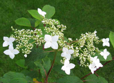 Hydrangea_heteromalla_Krista_800x600.jpg