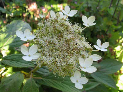 Hydrangea_heteromalla_Gidie_800x600.jpg