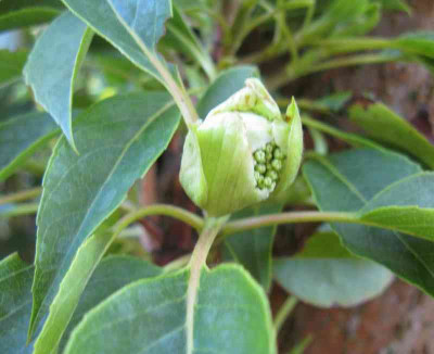 Hydrangea_SEMIOLA_800x600.jpg