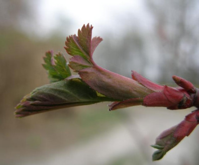 rosa_glauca.jpg